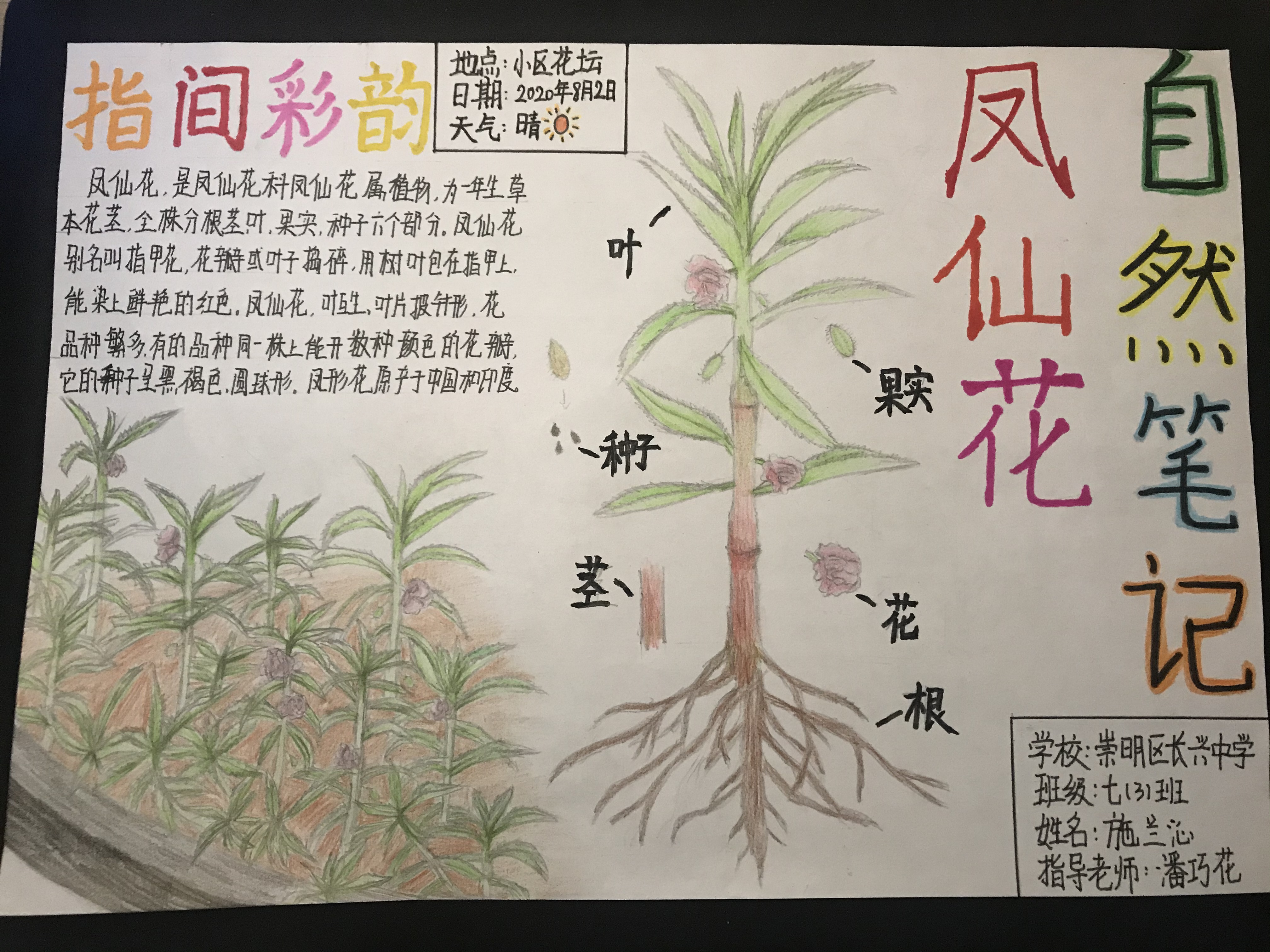 民办张江集团学校辣椒黄泓桢上海市长宁区天山第二小学自然笔记—酢